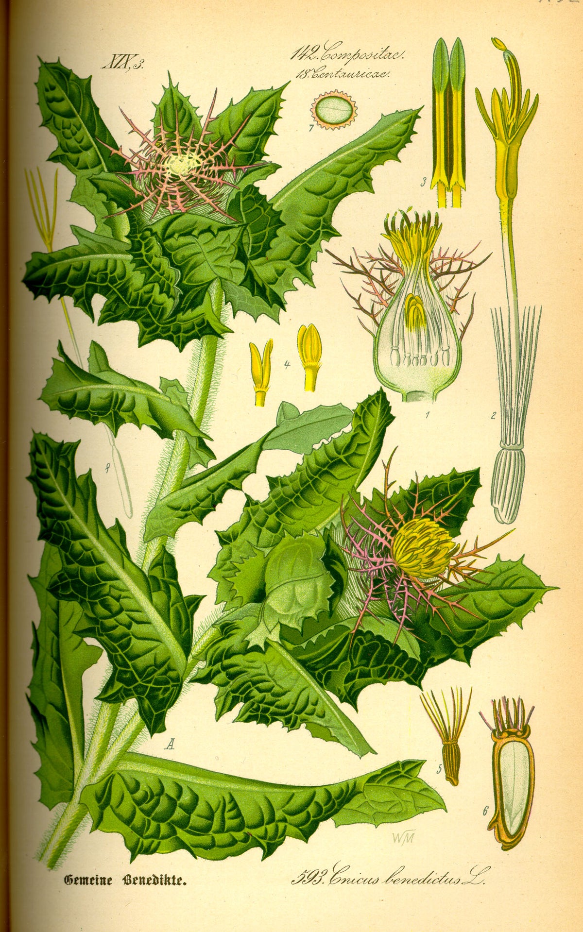 Blessed Thistle