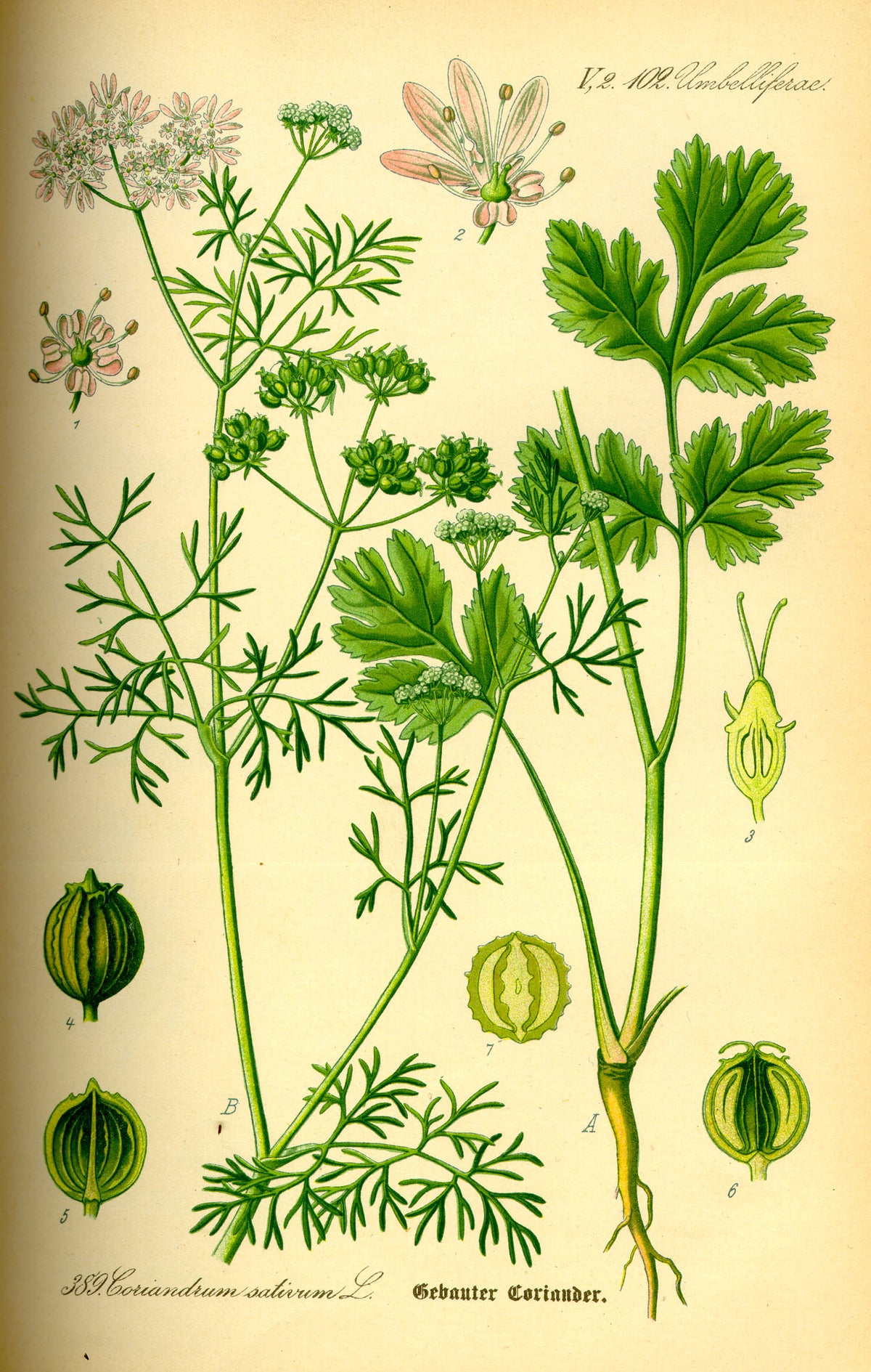 Coriander